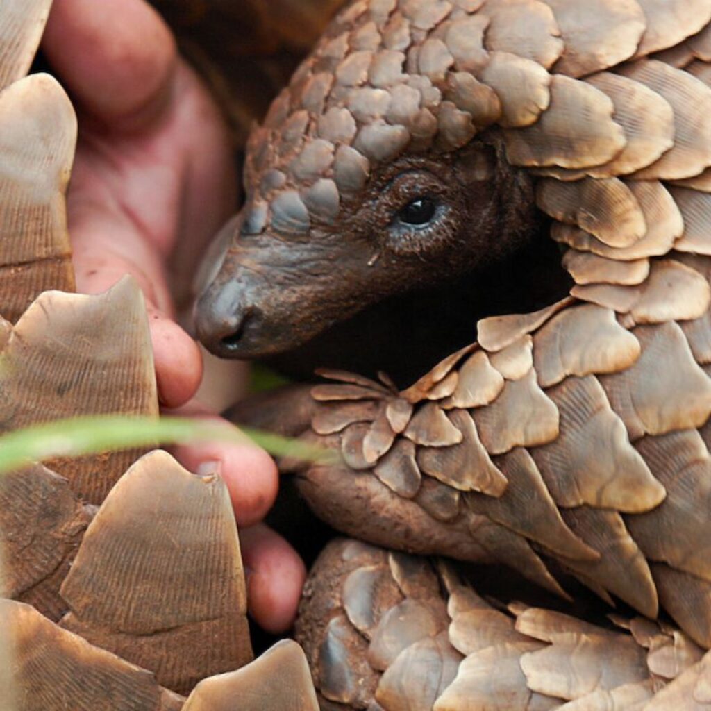 kulu